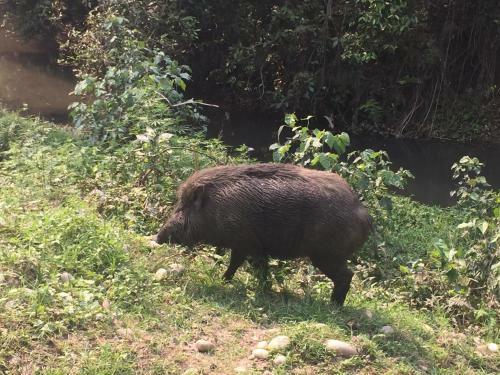 Hotel Chitwan Safari Camp & Lodge