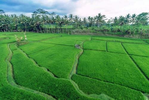 Hotel Om Ham Resort Ubud