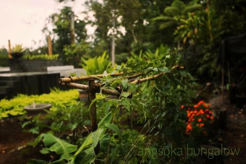 Hostal Angsoka Bungalow