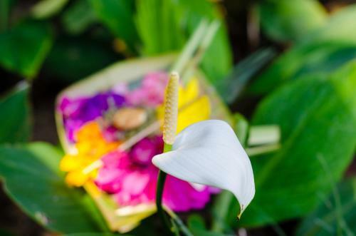 Hostal Sayan Romantis Ubud