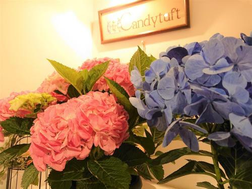 Posada Pension Candytuft