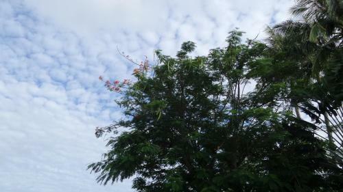 Apartamentos The Allamanda - Unit 1108