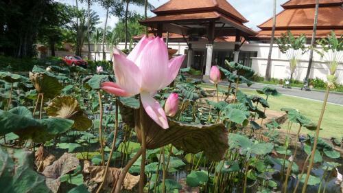 Apartamentos The Allamanda - Unit 1108