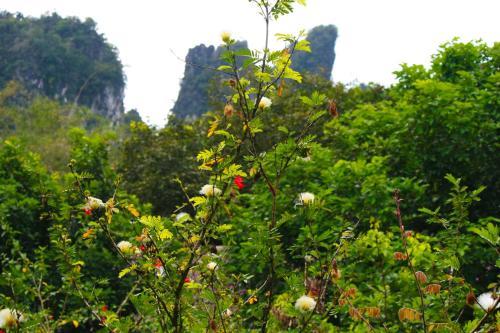 Hotel Khao Sok Morning Mist Resort