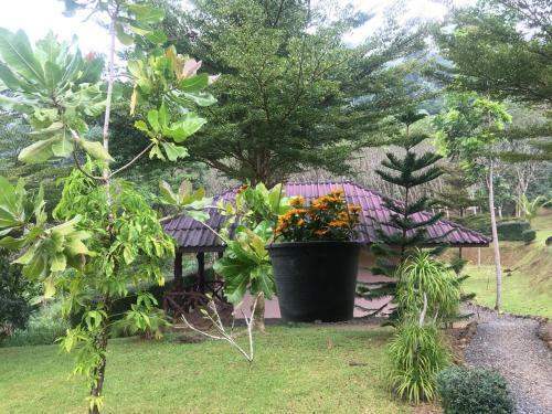 Hotel Khao Sok Hill Top Resort