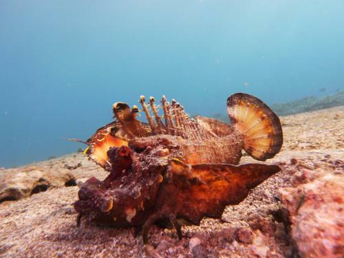 Hotel Arab Divers