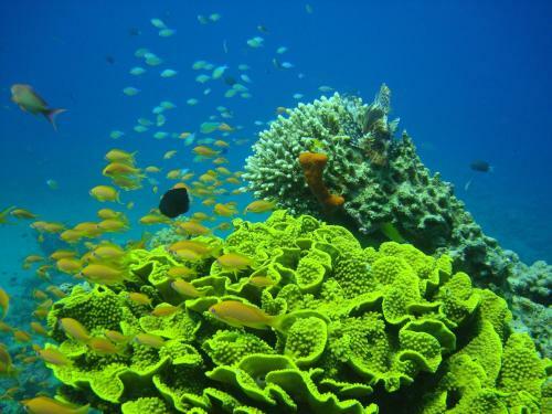 Hotel Red Sea Dive Center