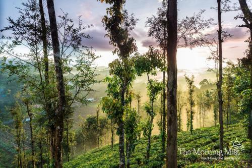 The Morning Mist