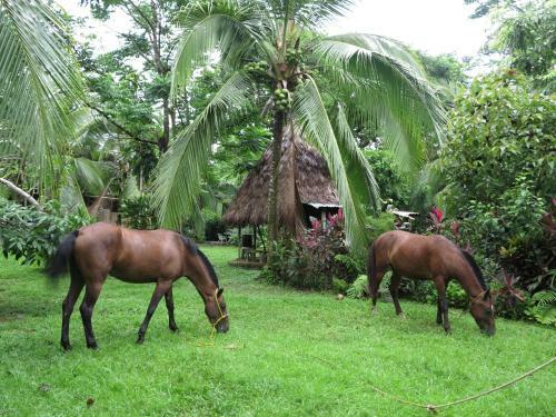Hotel Guaria De Osa Ecolodge