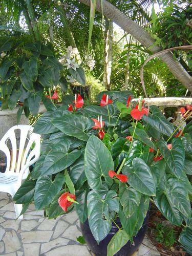 Hotel R�sidence H�teli�re Le Phoenix