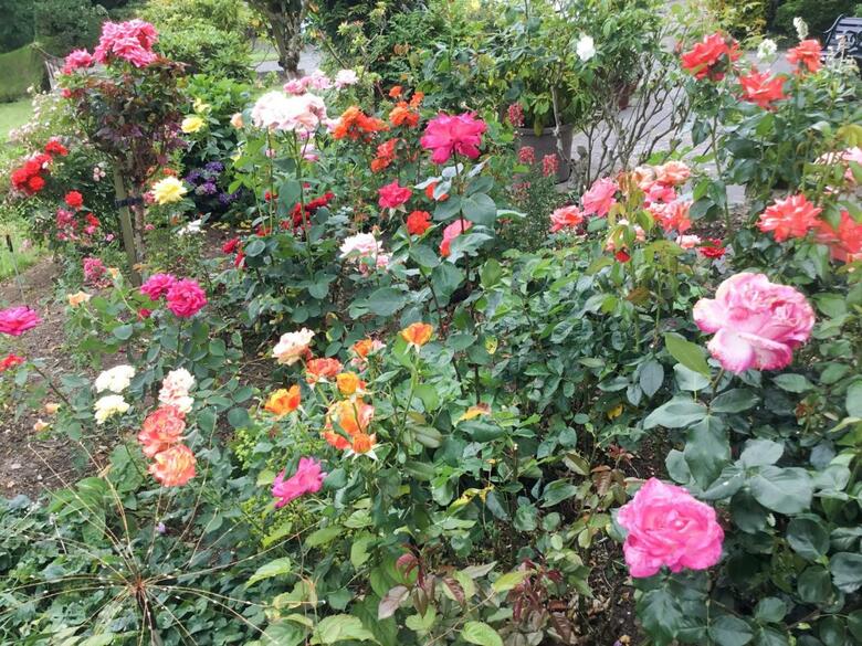 Rose Cottage VI
