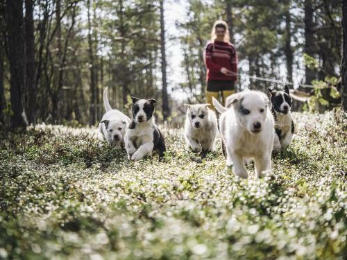 Trasti & Trine�s Lodge
