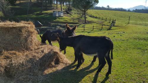 Agroturismo Agriturismo Podere Montese