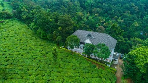Hotel Tea Harvester
