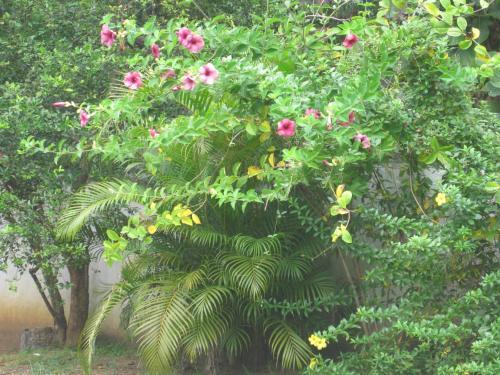 Bed & Breakfast Ranith Villa
