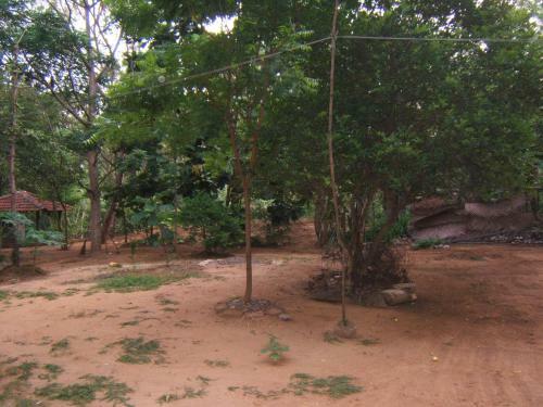 Jungle House