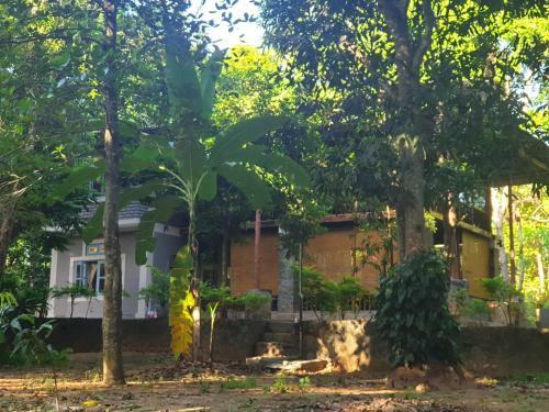 Jungle House