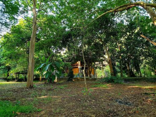 Jungle House