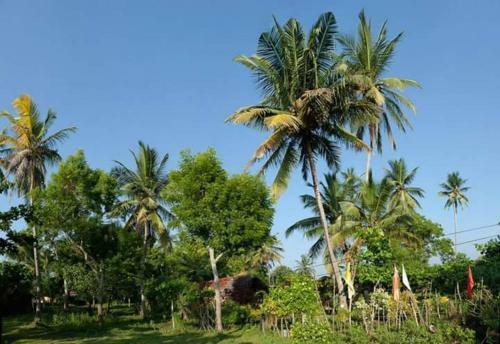 Bed & Breakfast Natural Cabanas