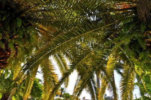 Hotel Twin Palms At Siesta