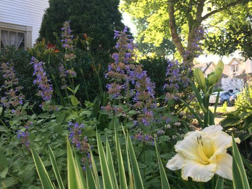 Bed & Breakfast Black Boar Inn Ogunquit