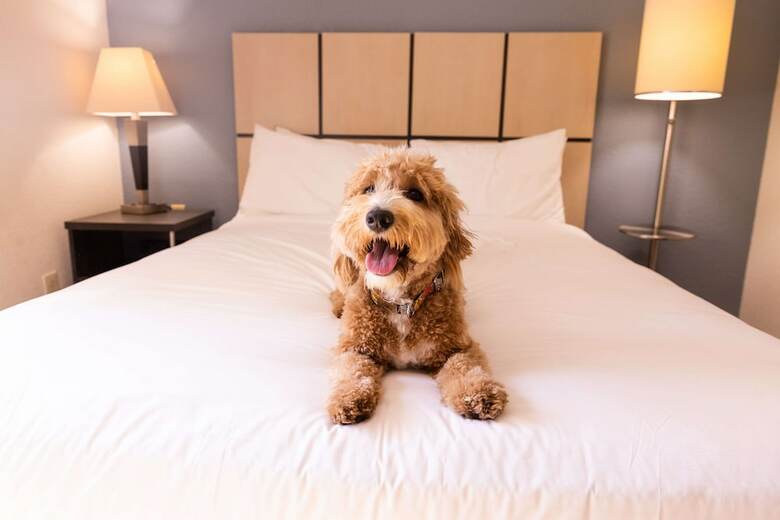 Hotel Candlewood Suites Arlington