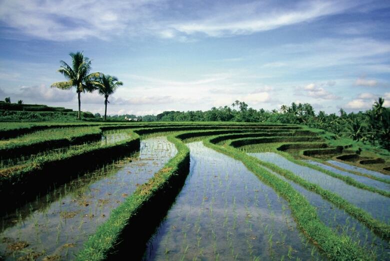 Hotel Four Seasons Resort Bali At Sayan