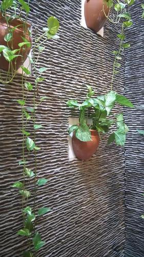 Green Coco Homestay