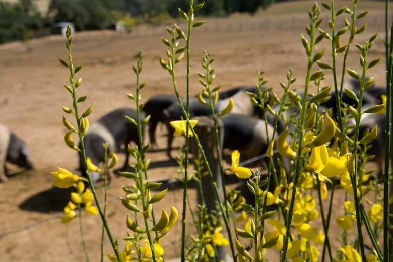 Agroturismo Agriturismo Boschetto Di Montiano