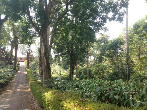 Agroturismo Kollenkeril Plantation Bungalow