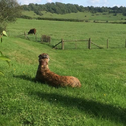 Bed & Breakfast Higher Melcombe Manor