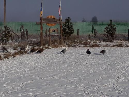 Lodge Caba�as Kauken
