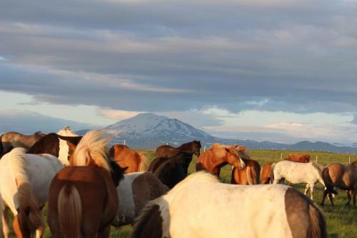 Skei�vellir Villa