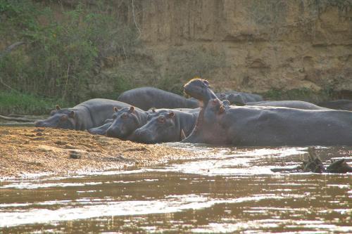 Marafiki Safari Lodge