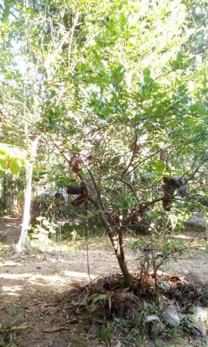 The Breeze Pinnawala Homestay