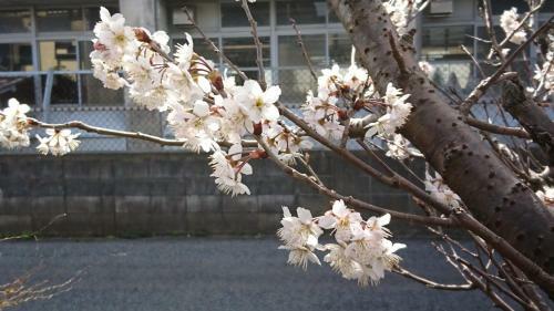 Minshuku Tsukasa