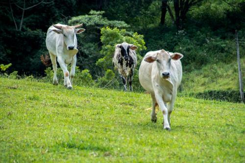 Agroturismo Hotel Fazenda Monte Si�o