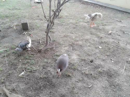 Hotel Regant Lake Village