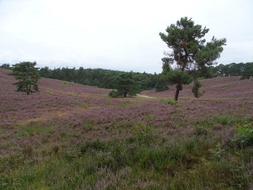 Vakantie Appartement Paedshof Ransdaal