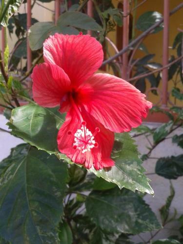 Paraiso Tropical