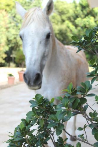 Agroturismo Tenuta Ferraro