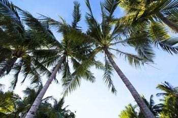 Apartamento Pacific Cebu Resort International, Inc