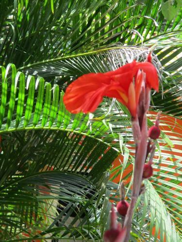 Villa Jungle