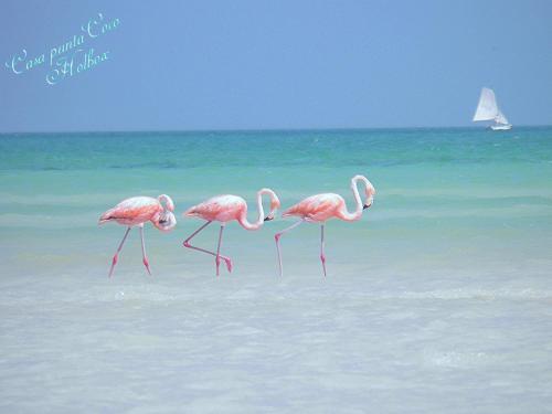 Hotel Holbox Casa Punta Coco - Adults Only