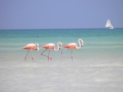 Hotel Holbox Casa Punta Coco - Adults Only