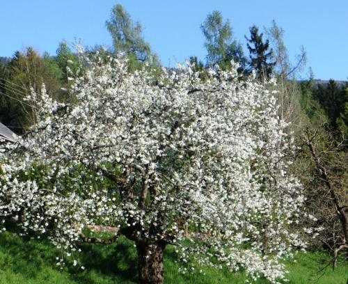 Apartamento Ferienwohnungen Bauernhof Schilcher
