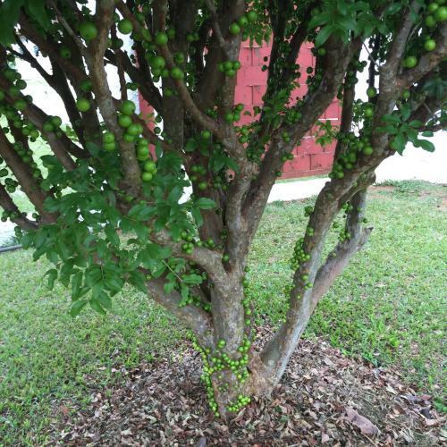 Hostal Pousada Flores Do Campo