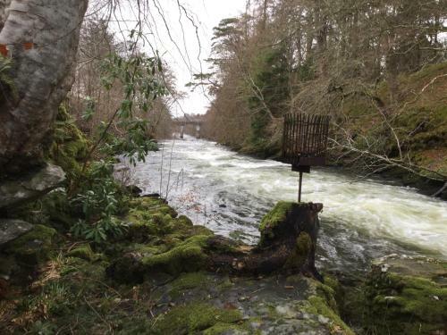 Hotel Capercaillie