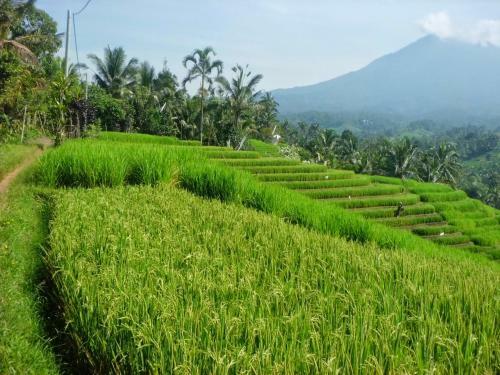 Hotel Zen Premium Lovina Damai Hill Side