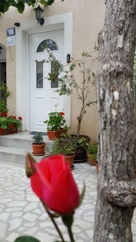 Hostal Hibiscus Guest House